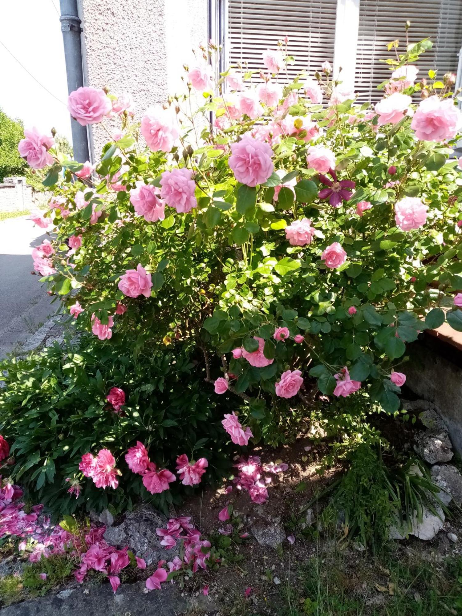 Gite Les 27 Roses Et Plus Châtel-Censoir Exterior foto